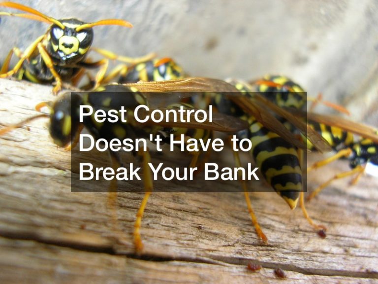 Pest Control Doesn’t Have to Break Your Bank