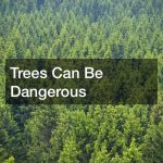 Trees Can Be Dangerous