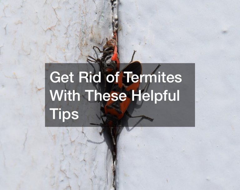 Get Rid of Termites With These Helpful Tips