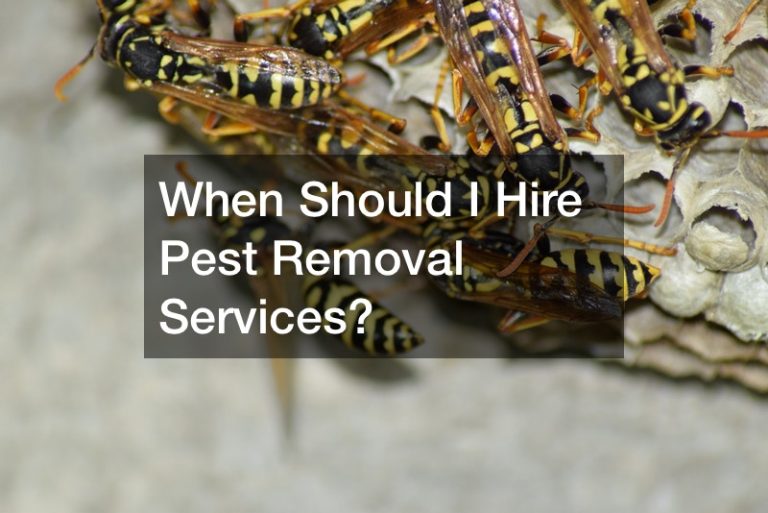 When Should I Hire Pest Removal Services?