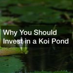 Why You Should Invest in a Koi Pond
