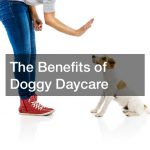 The Benefits of Doggy Daycare