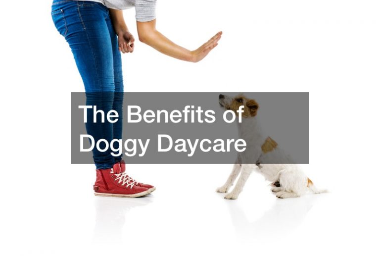 The Benefits of Doggy Daycare