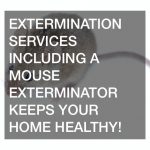 Extermination Services Including a Mouse Exterminator Keeps Your Home Healthy!