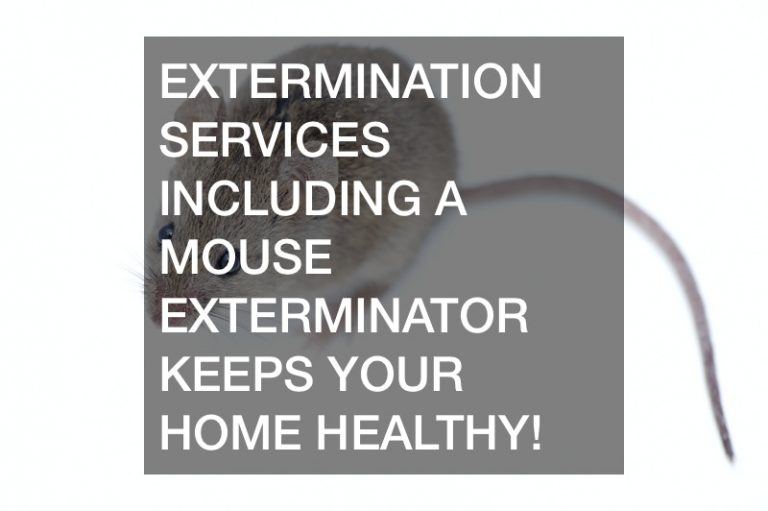 Extermination Services Including a Mouse Exterminator Keeps Your Home Healthy!