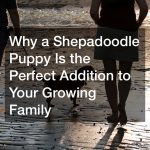 Why a Shepadoodle Puppy Is the Perfect Addition to Your Growing Family