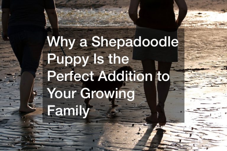 Why a Shepadoodle Puppy Is the Perfect Addition to Your Growing Family