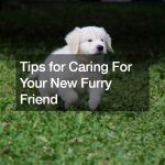 Tips for Caring For Your New Furry Friend