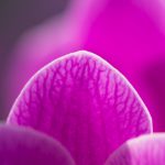 cremation services in Greenville, SC