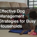 Effective Dog Management Strategies for Busy Households