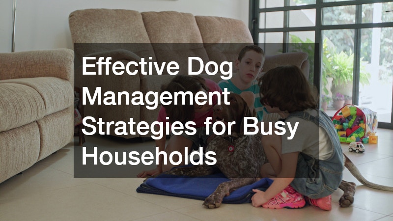 Effective Dog Management Strategies for Busy Households